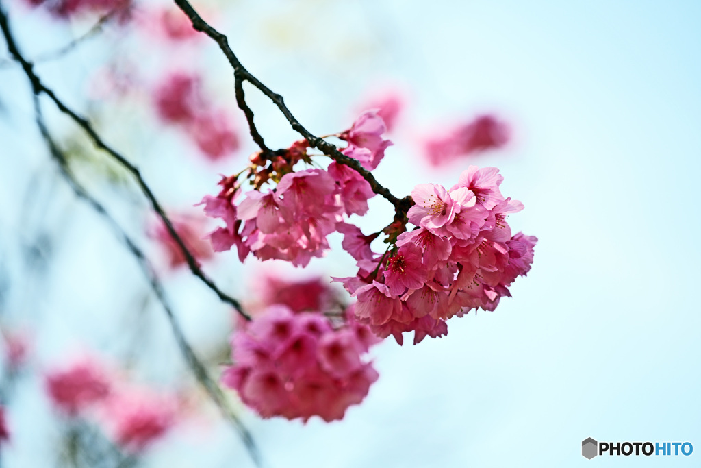 朝の散歩で