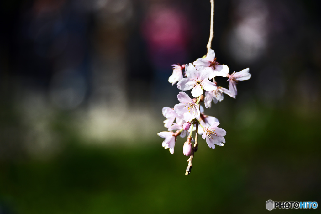 しだれ桜