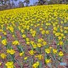 黄色水仙の咲く丘