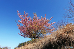 本牧の河津桜