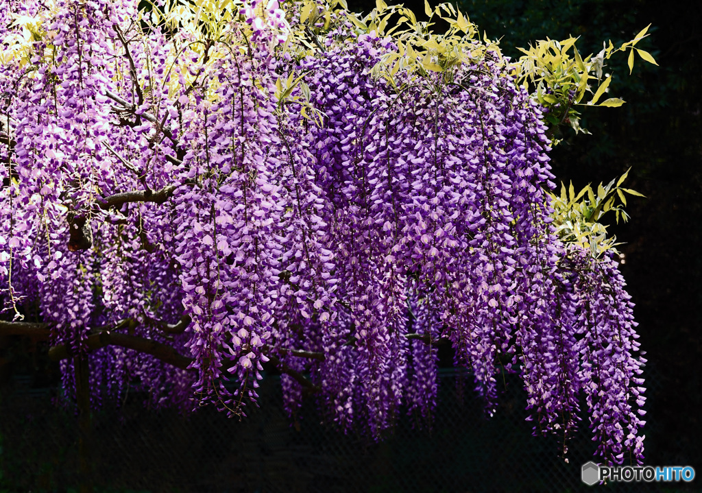 藤の花はいかがでしょうか。