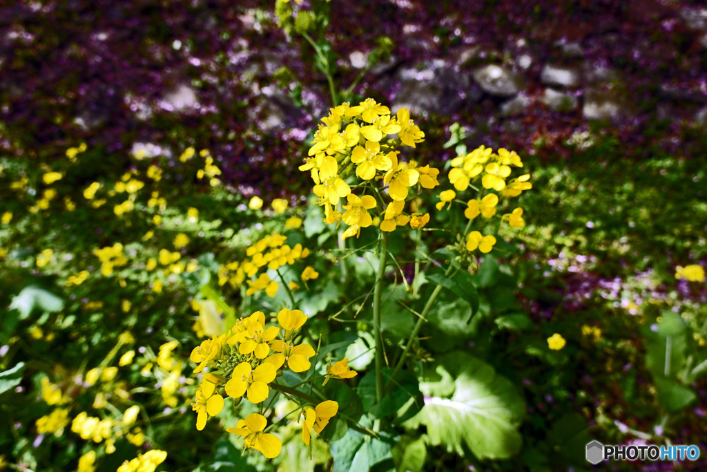 菜の花