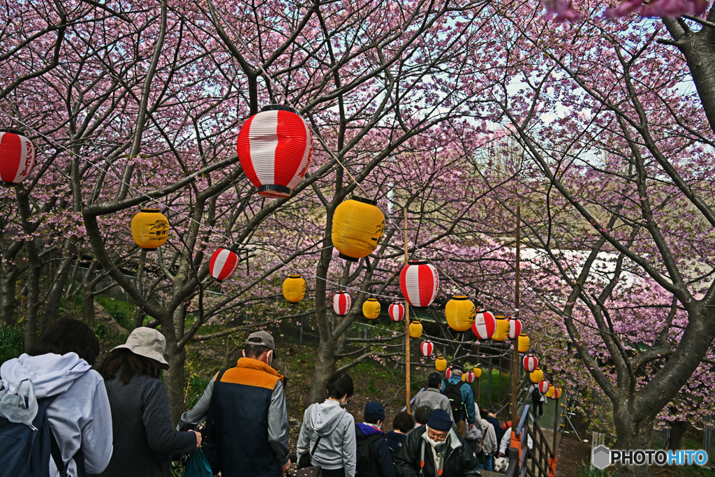 河津桜