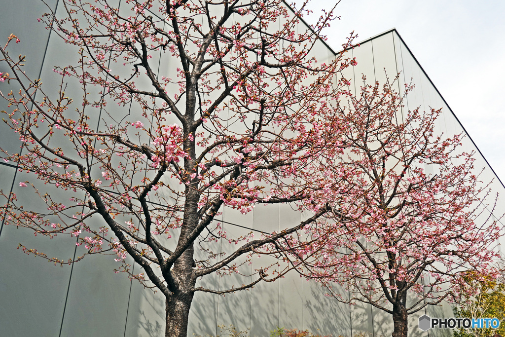 銀座の桜
