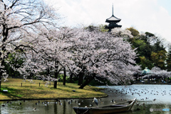 春の三渓園