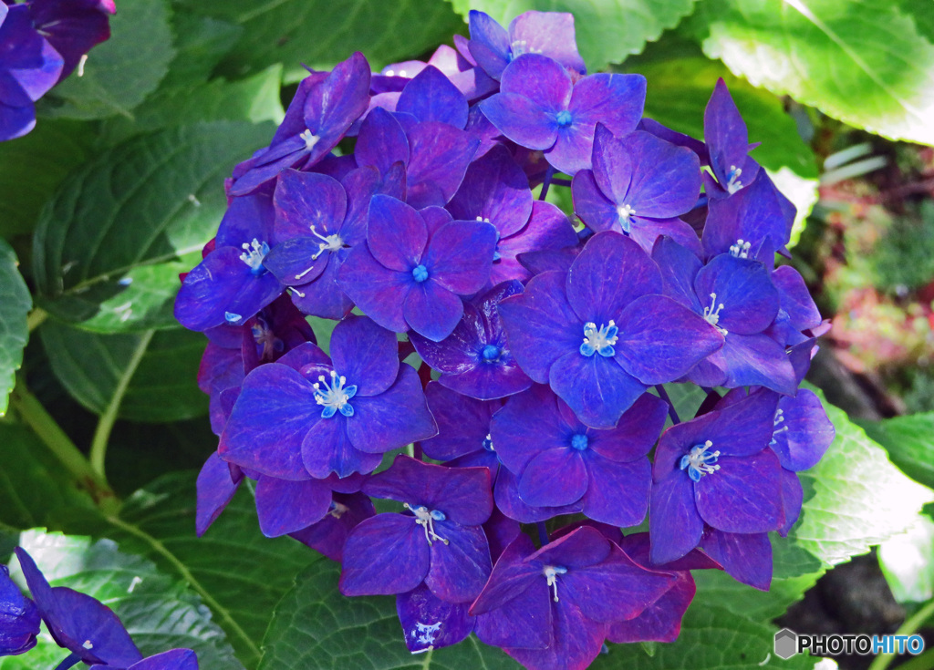 長谷寺アジサイ