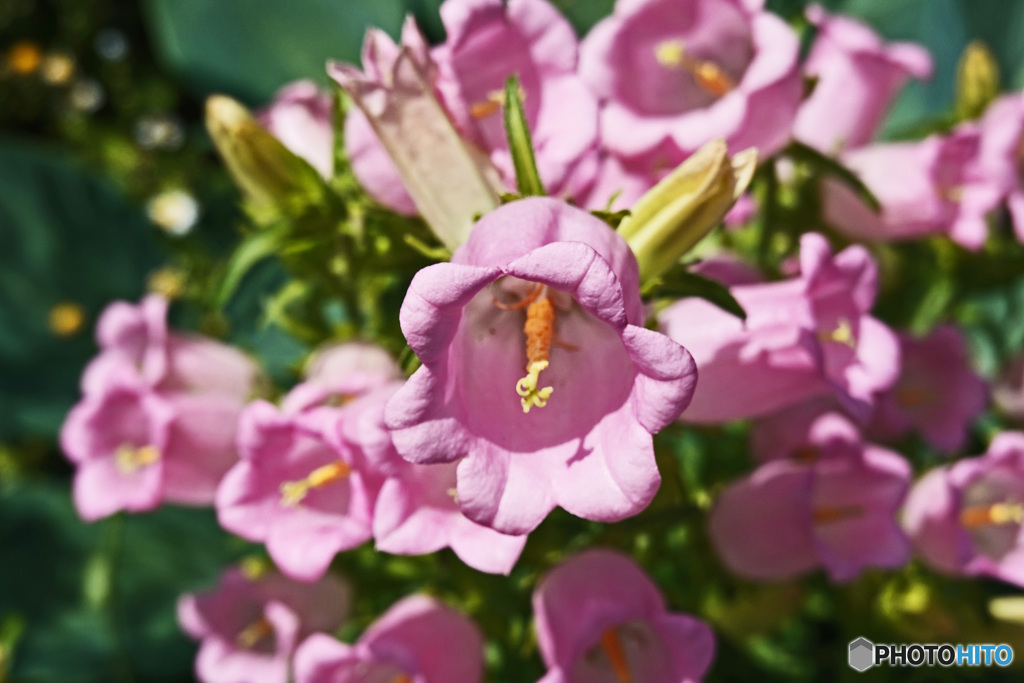 花撮り散歩