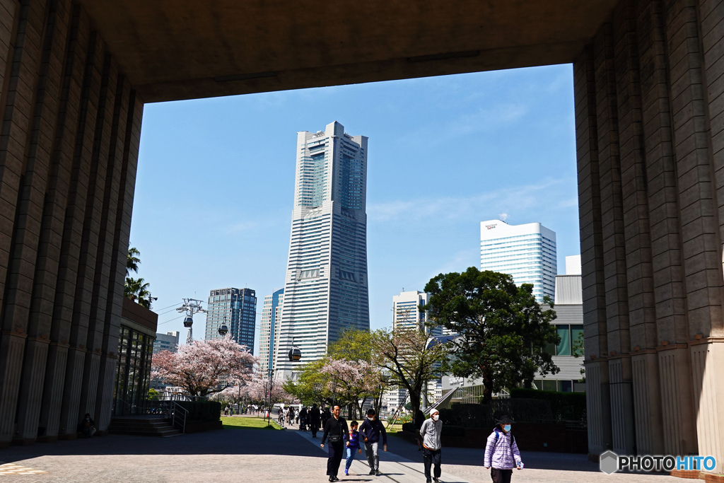 みなとみらい桜のある風景1