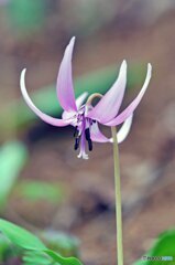春の妖精と呼ばれる「カタクリの花」