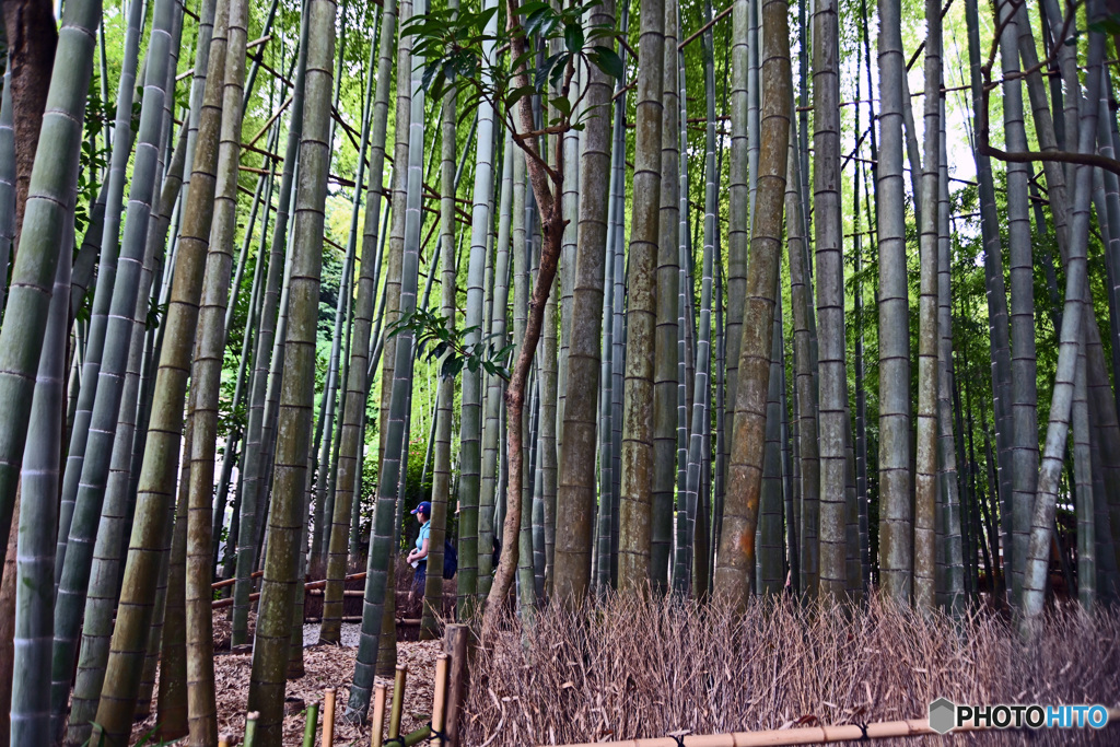 鎌倉の竹寺　報国寺