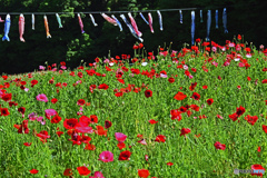 久里浜　花の国にて