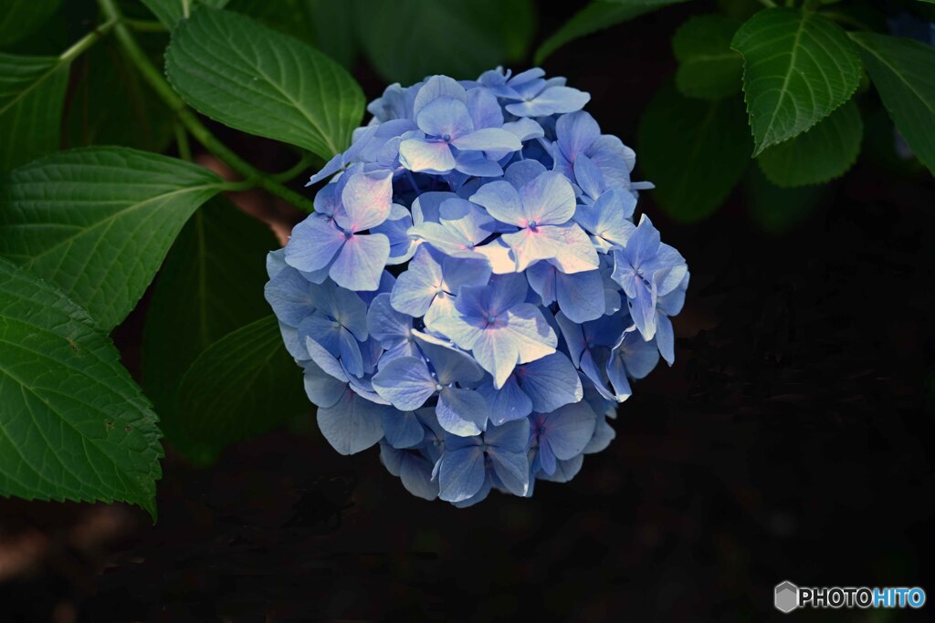 紫陽花アオ