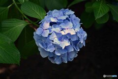 紫陽花アオ