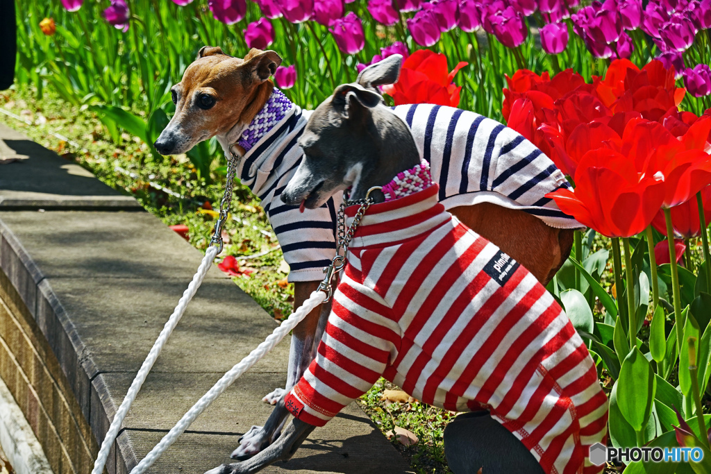 スナップ～ワンちゃん