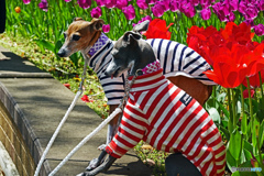 スナップ～ワンちゃん