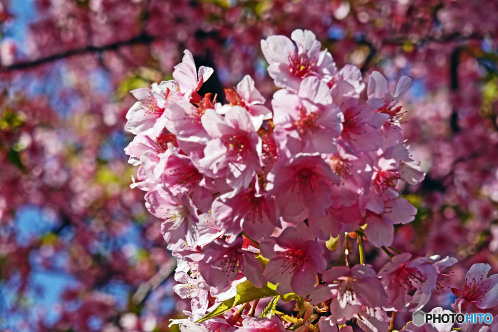 本牧の河津桜