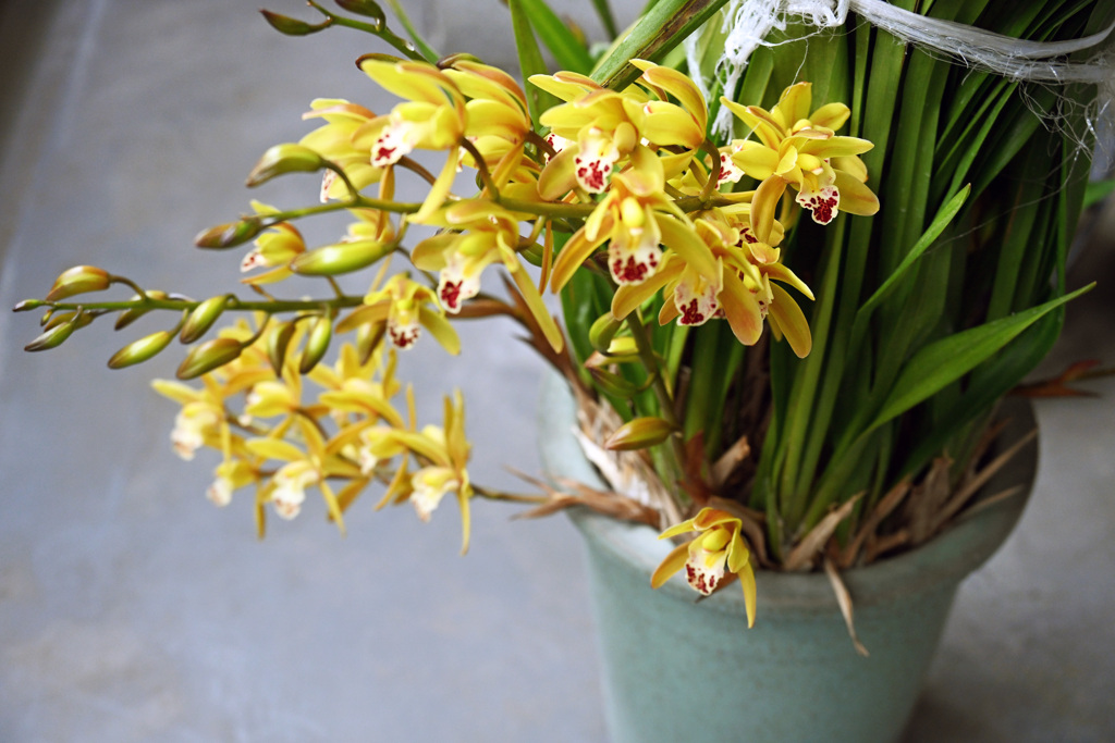 その後のベランダのランの花