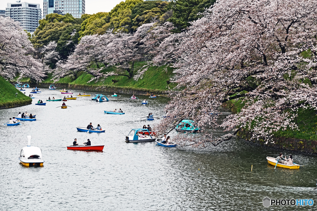 今日の千鳥ヶ淵にて