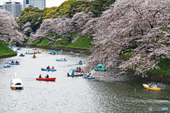 今日の千鳥ヶ淵にて