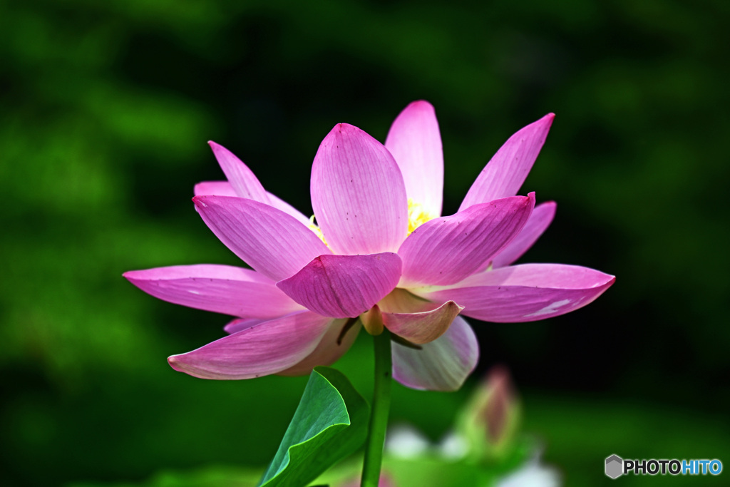 大賀ハスはいかがでしょうか。