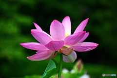 大賀ハスはいかがでしょうか。