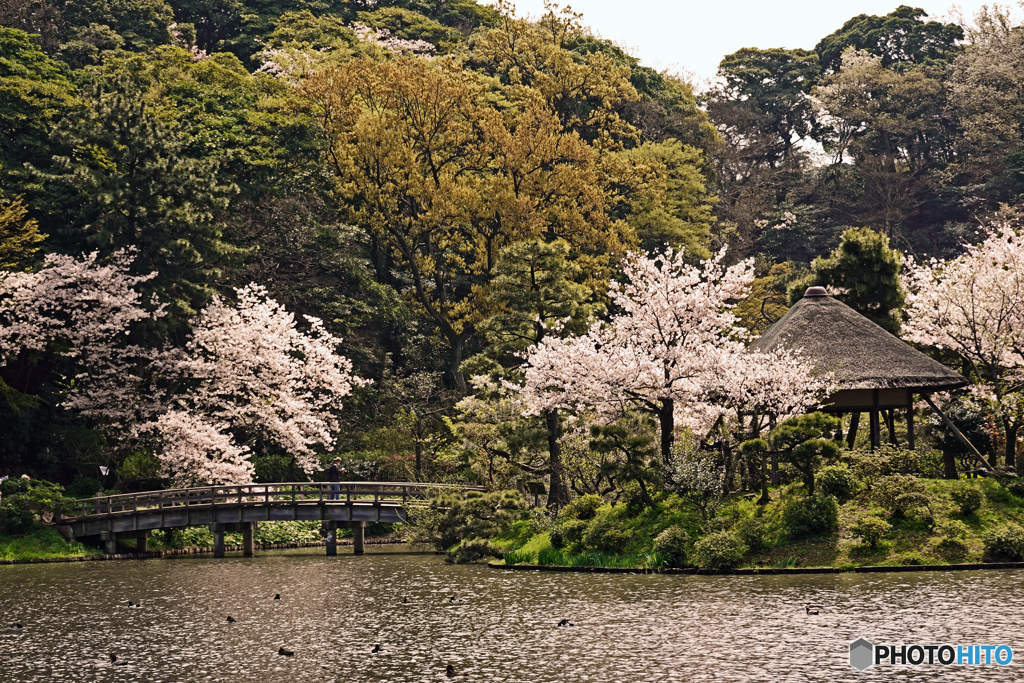 春の三渓園