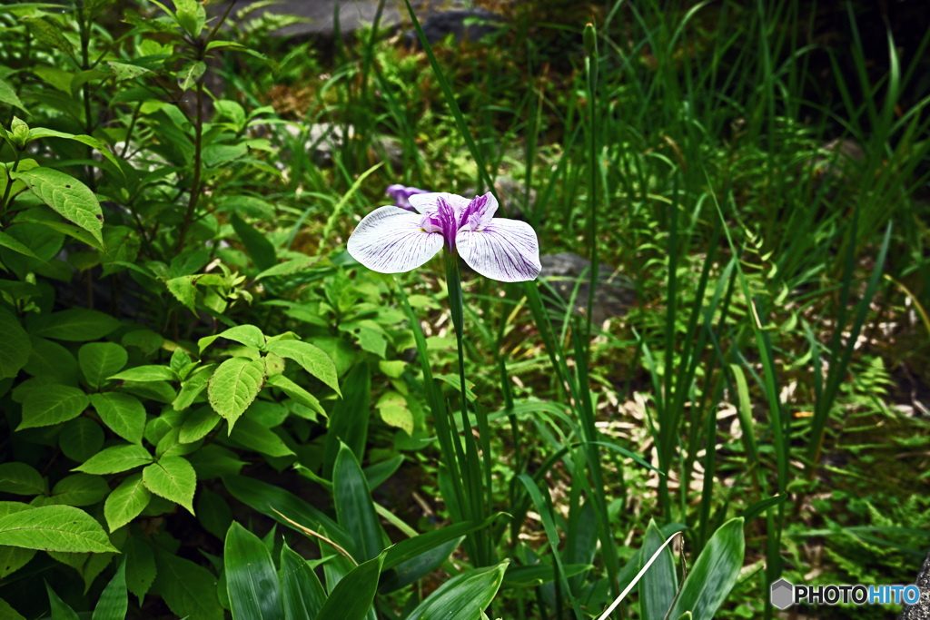 一条恵観山荘 庭園の部