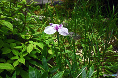 一条恵観山荘 庭園の部