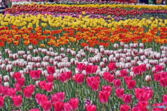 春ですね～チューリップはいかが