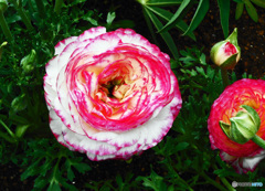 道端で見付けた