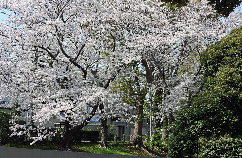 元町公園の桜