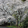 元町公園の桜