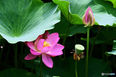 大賀ハスはいかがでしょうか。