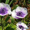 spring is come