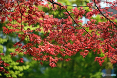 新芽の頃
