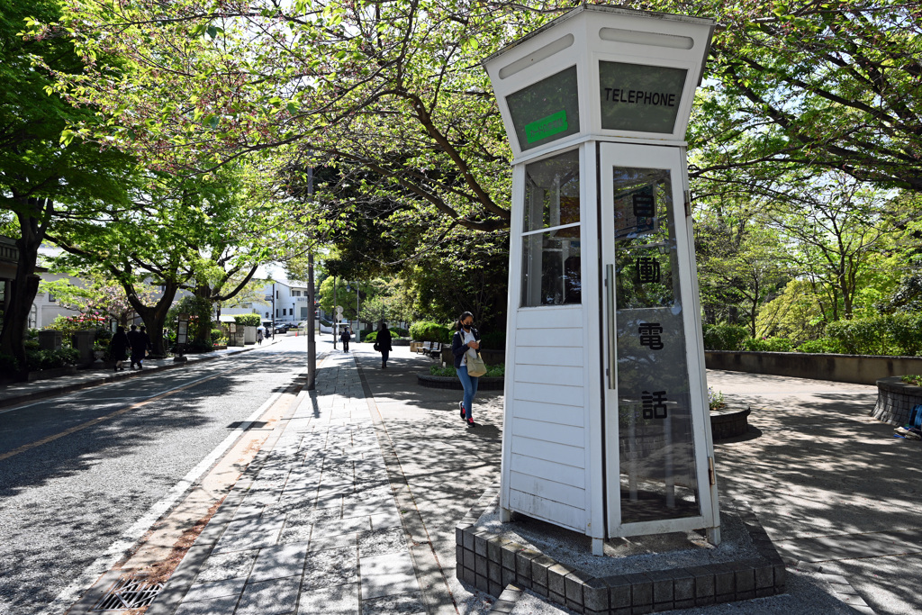 桜も散ってしまった