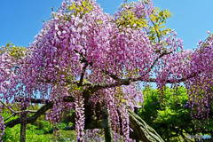 藤の花はいかがでしょうか。