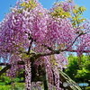 藤の花はいかがでしょうか。