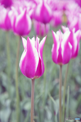 チュウリップ
