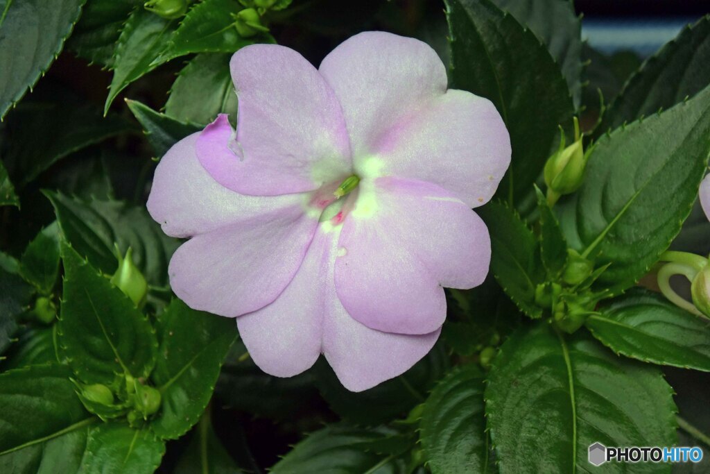 散歩中に見つけた花