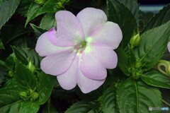 散歩中に見つけた花