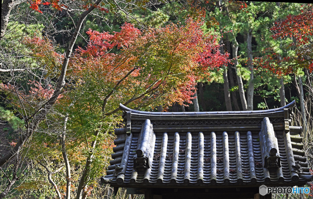 秋の三渓園