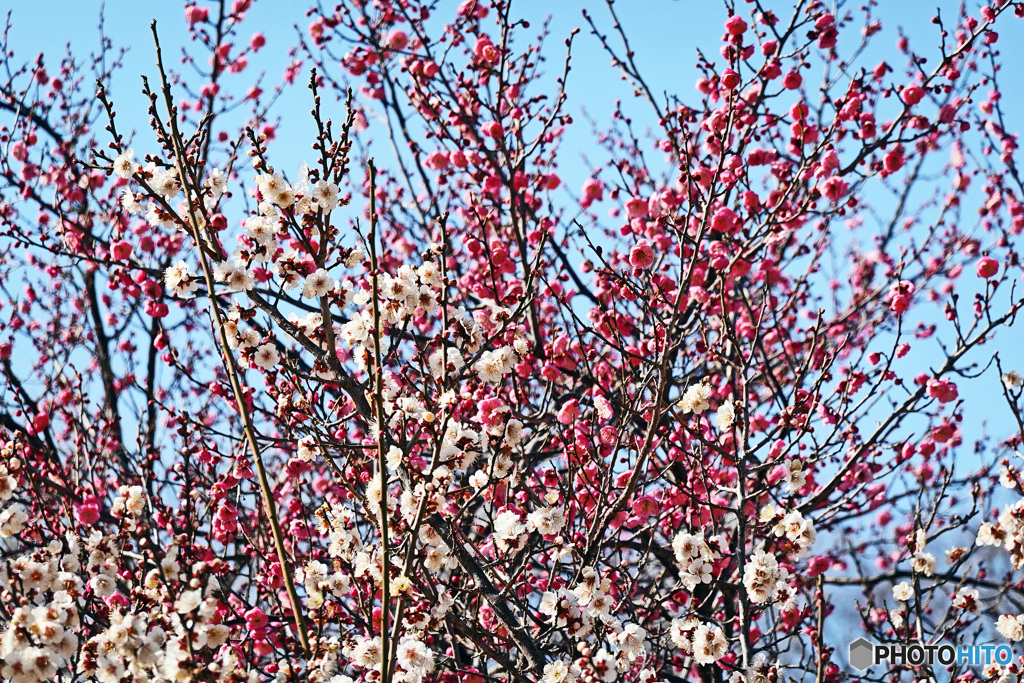 梅満開でした