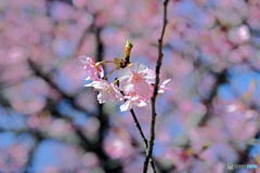 河津桜