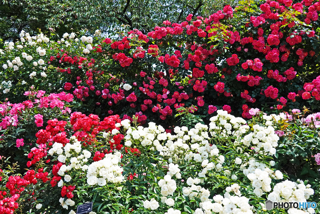花撮り散歩