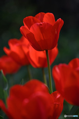 時期は過ぎましたね