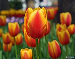 春ですね～チューリップはいかが