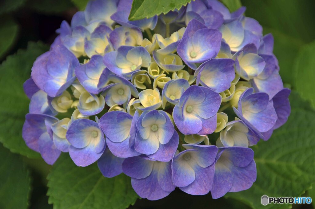 アジサイ咲く