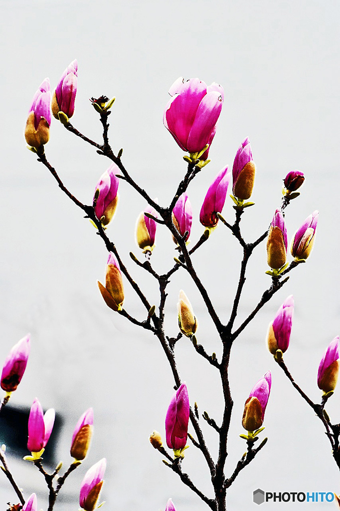 赤モクレンが咲いていたよ