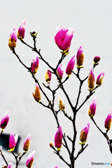 赤モクレンが咲いていたよ